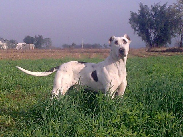Top 5 Dog Breeds in Pakistan: Bully Kutta