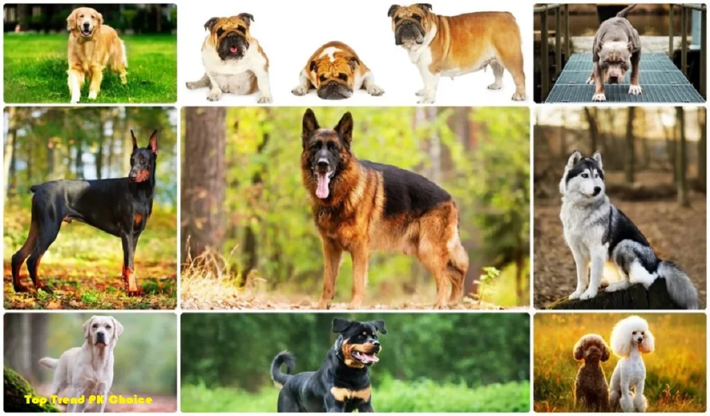 Top 5 Dog Breeds in Pakistan