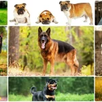 Top 5 Dog Breeds in Pakistan