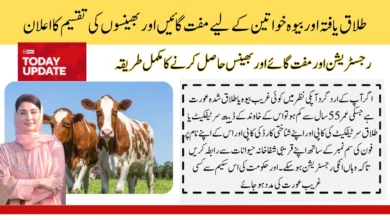 Free Livestock Cows And Buffaloes By Maryam Nawaz