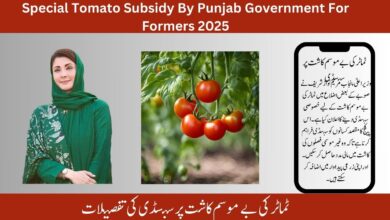 Special Tomato Subsidy By Punjab Government For Formers 2025